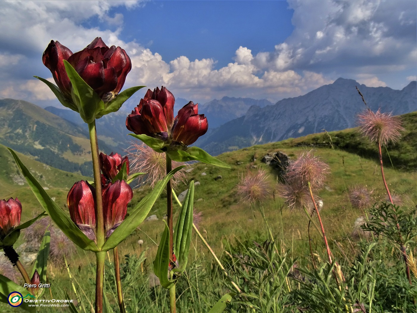 72 Gentiana purpurea (Genziana porporina) splendente al sole.JPG